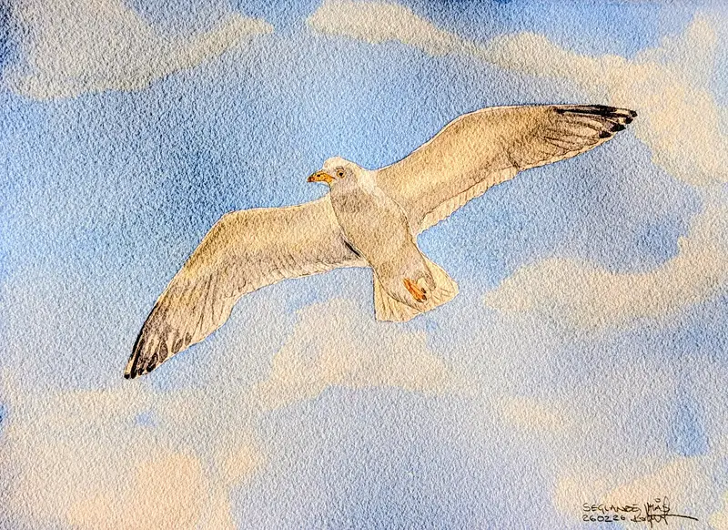 Akvarell Seglande Mås av Pär Håkan Henriksson