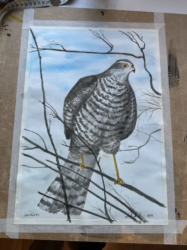 Akvarell Sparvhök #3 av Marie-Helén Andersson