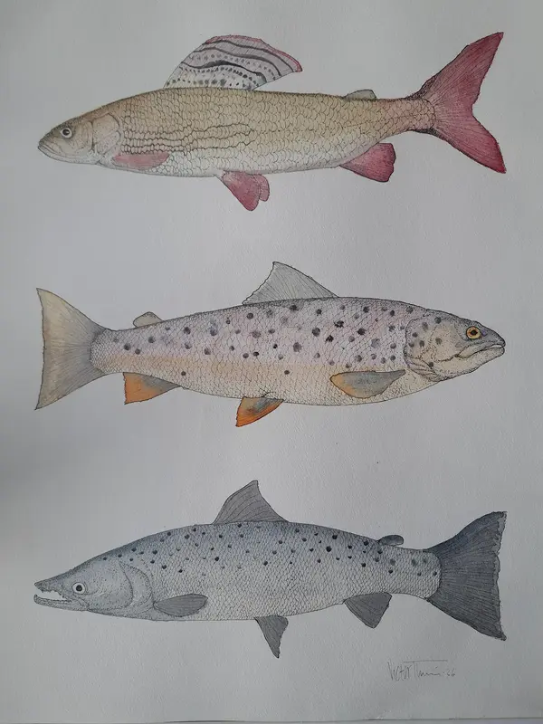 Akvarell Three Royals av Victor Thorén