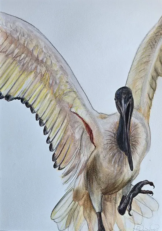 Akvarell En helig Ibis av Marianne Nushi