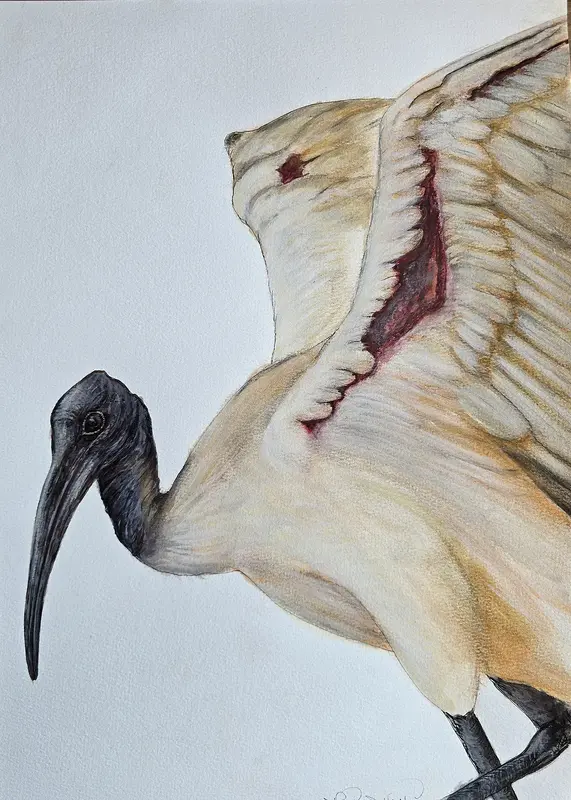 Akvarell Helige Ibis av Marianne Nushi