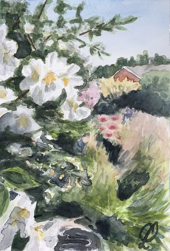 Akvarell Blommande Schersmin av Christina Lilith Art