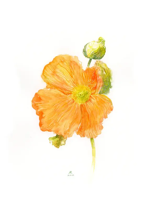 Akvarell Orange flower av Anastasiia Mazeina