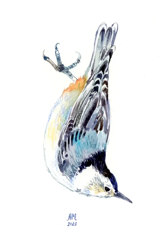Akvarell White Nuthatch av Anastasiia Mazeina