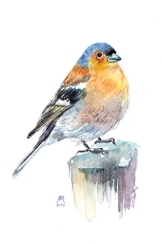 Akvarell Chaffinch av Anastasiia Mazeina