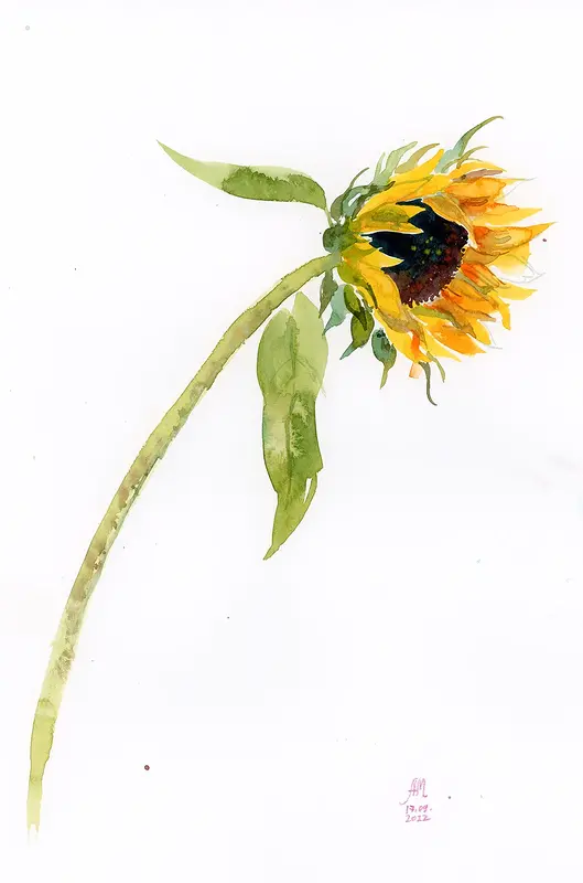 Akvarell Sunflower av Anastasiia Mazeina