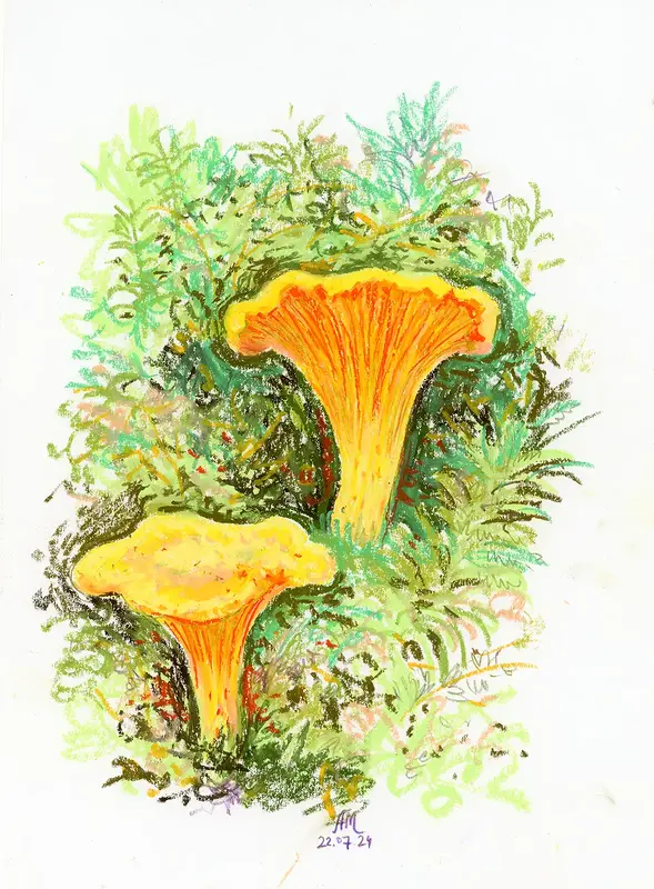 Chanterelle av Anastasiia Mazeina