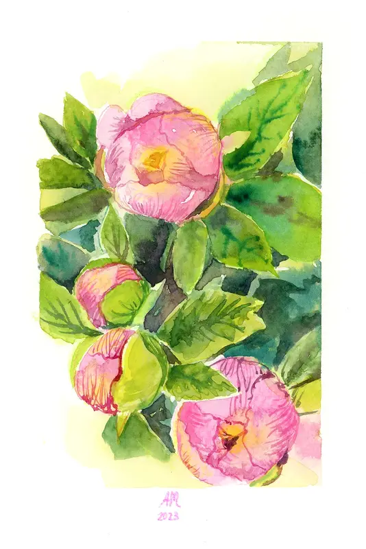 Akvarell Peonies av Anastasiia Mazeina