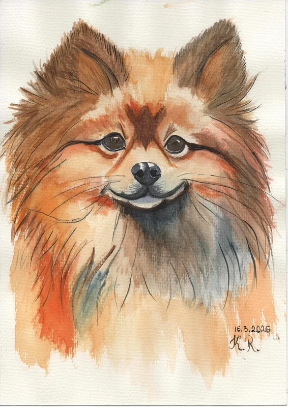 Akvarell Pomeranian av Kateryna Rudenko