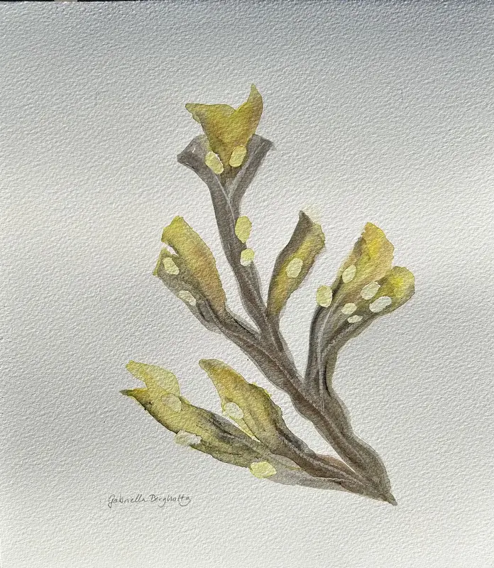 Akvarell Tång av Gabriella Bergholtz