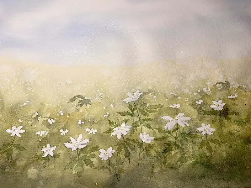 Akvarell Nyvakna sippor av Mia Uhlander