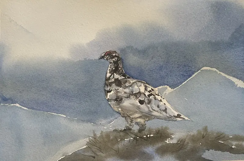 Akvarell Ripa av Maria Möller