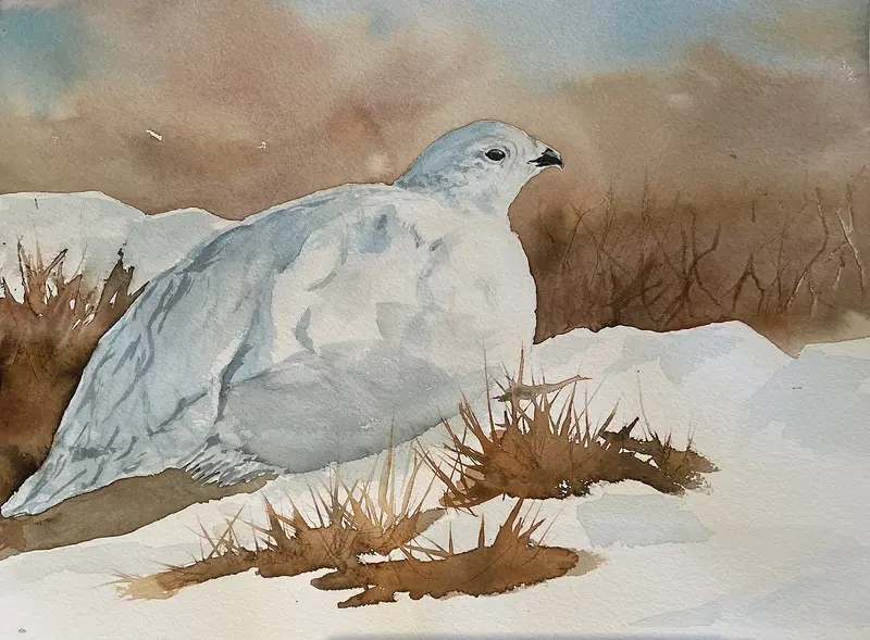 Akvarell Ripa av Maria Möller