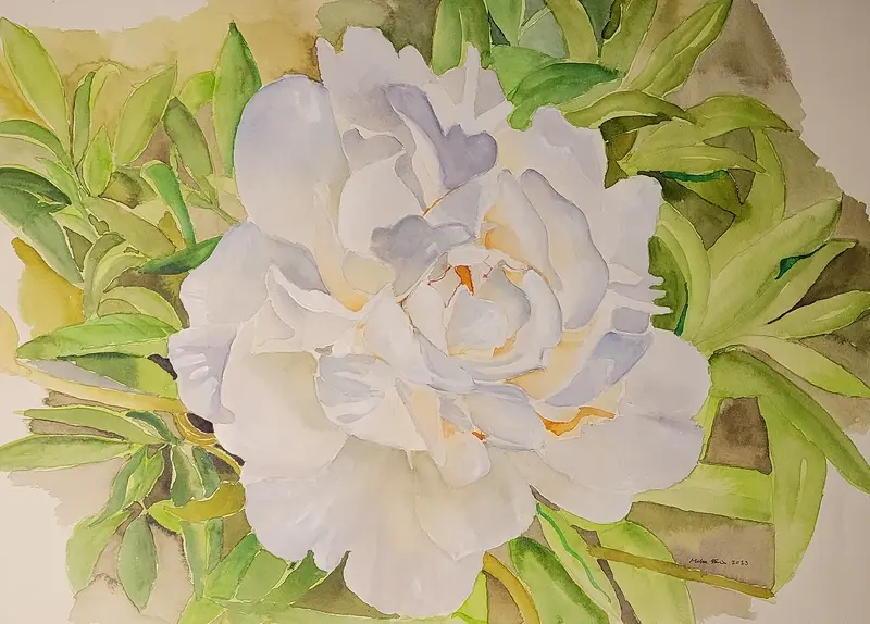 Akvarell Vit pion av Malva Forslin