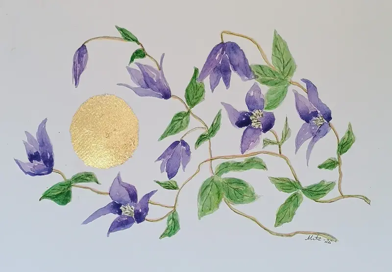 Akvarell Klematis av Maria Anderzén