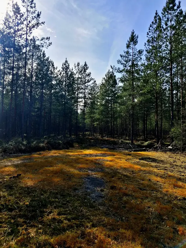 Orientering med pappa av Hans Henrik Nilsson