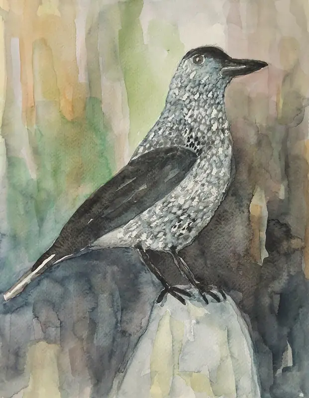 Akvarell Nötkråkan av Margareta Sköldheden