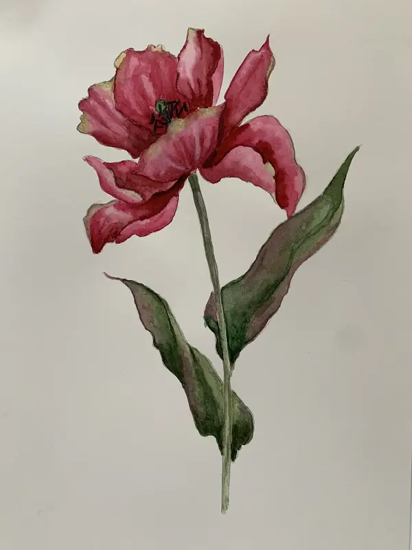 Akvarell Tulpan i blom av Annelie Johansson