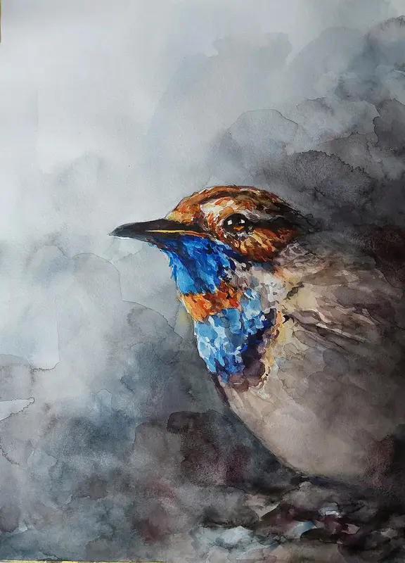 Akvarell Blåhake av David Forslund