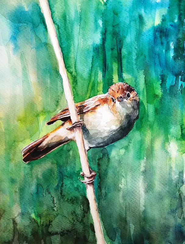 Akvarell Rörsångare av David Forslund