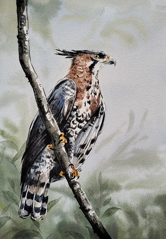 Akvarell Praktörn av Tove Y