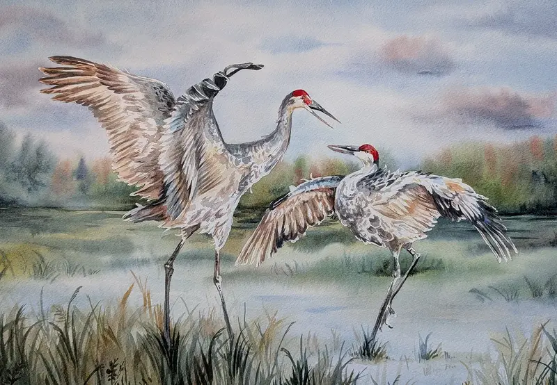 Akvarell Dansande prärietranor av Tove Y