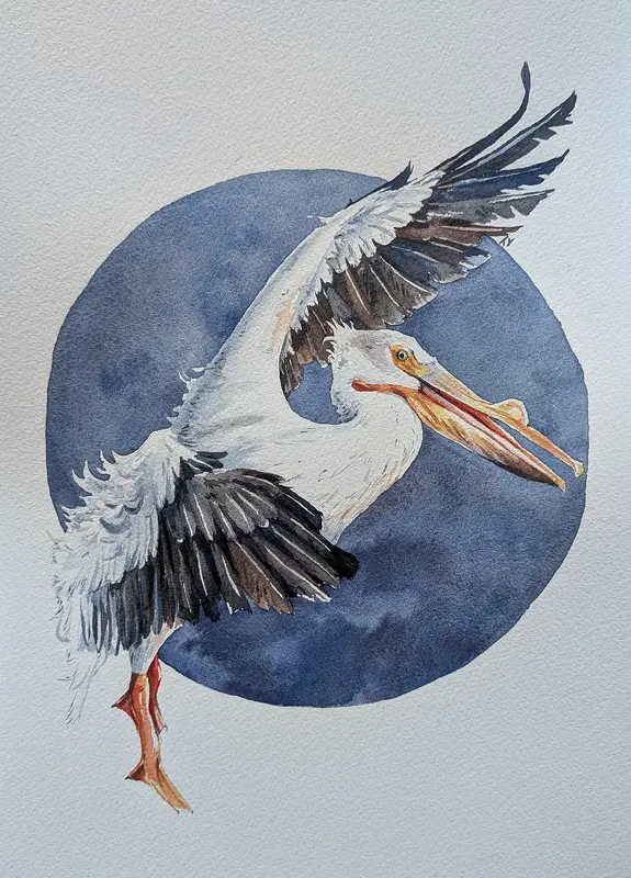 Akvarell Hornpelikan av Tove Y