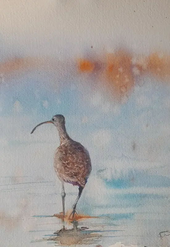 Akvarell Storspovens morgonpromenad av Petra Skogsberg