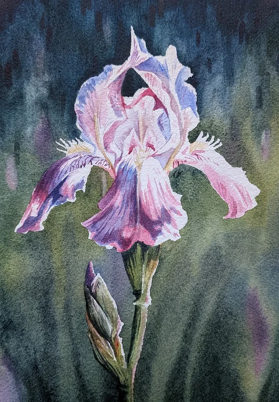 Akvarell Iris av Tove Y