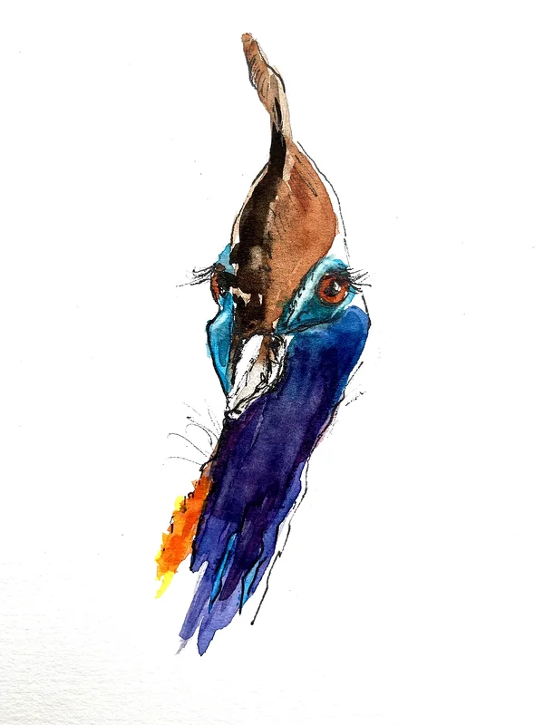 Akvarell A Cassawary from my Australian birds series av Barbara Månsson