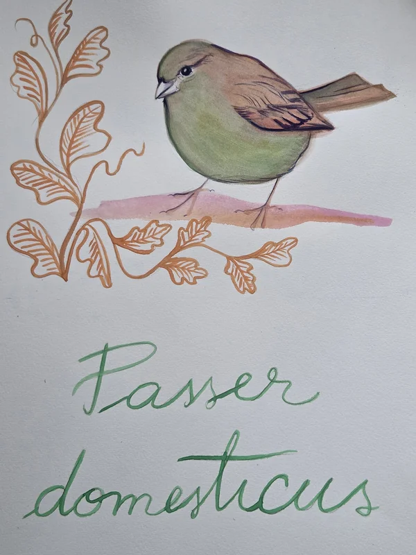 Akvarell Passer domesticus av Cristina Stef
