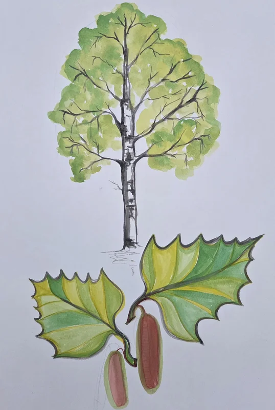 Akvarell Betula pendula av Cristina Stef
