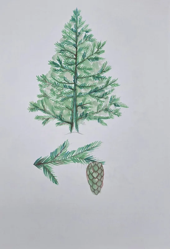 Akvarell Picea abies av Cristina Stef