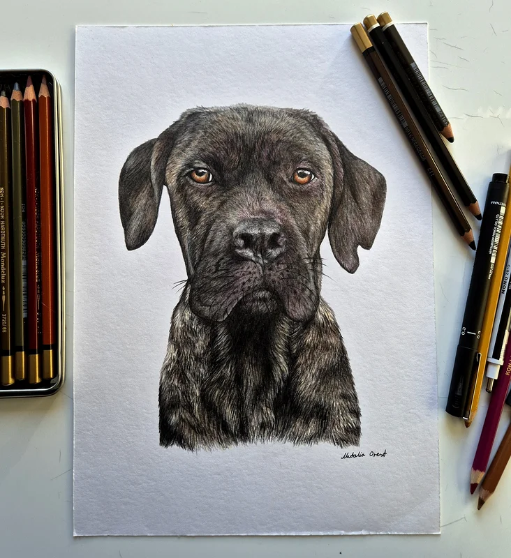 Portrait Colored pencils av Natalia Orest