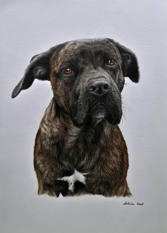 Portrait Colored pencils av Natalia Orest