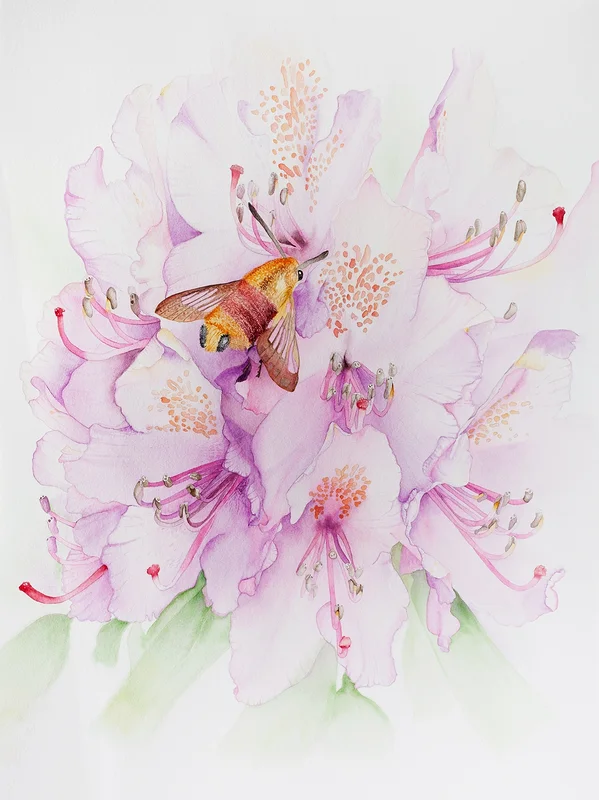 Akvarell Rhododendron av Sabina Hannila