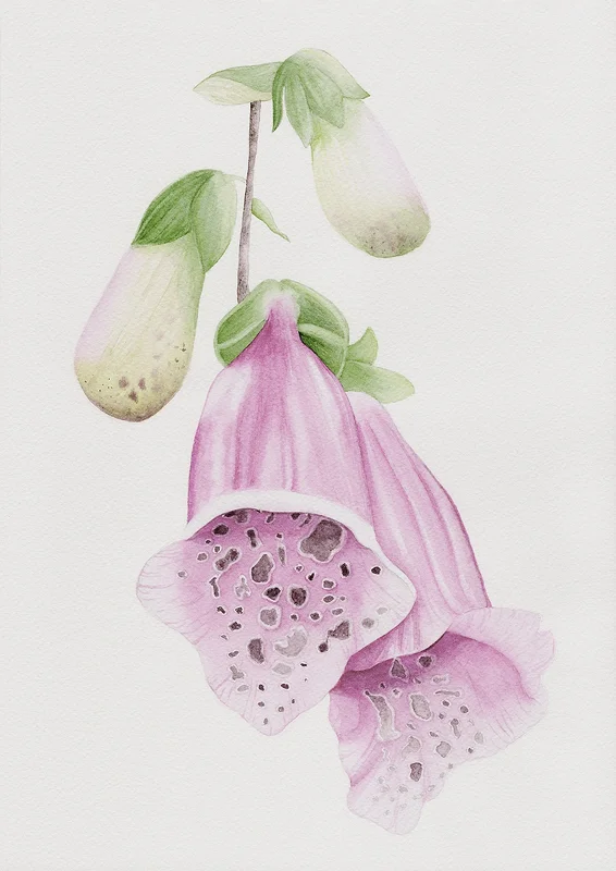 Akvarell Fingerborgsblomma av Sabina Hannila