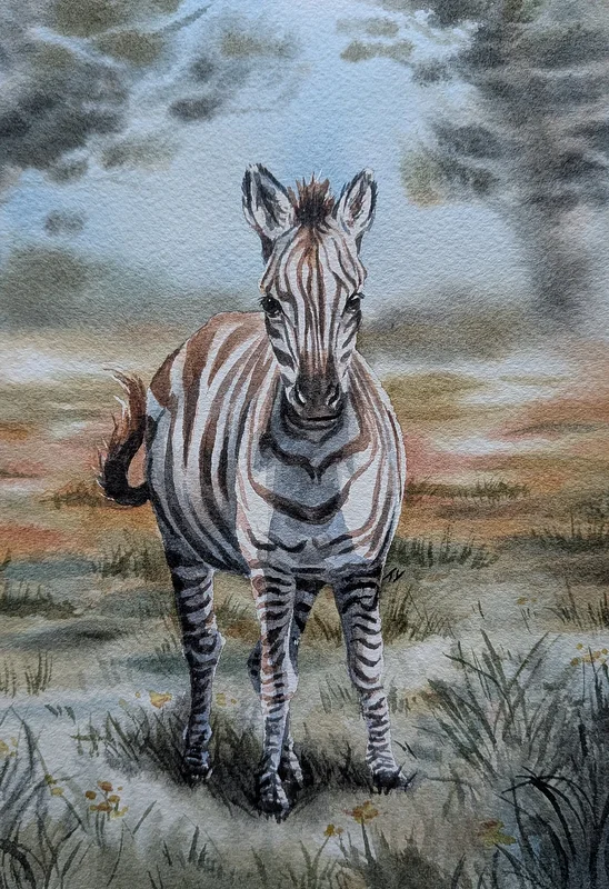 Akvarell Zebra av Tove Y