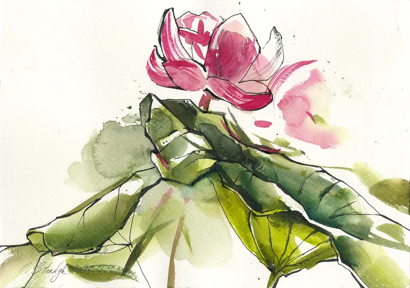 Lotus, Uppsalas botaniska gården av Olga Sternyk