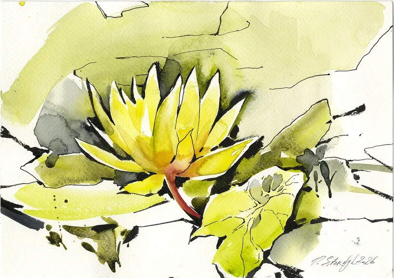 Gul Lotusblomma, Uppsalas botaniska gården av Olga Sternyk