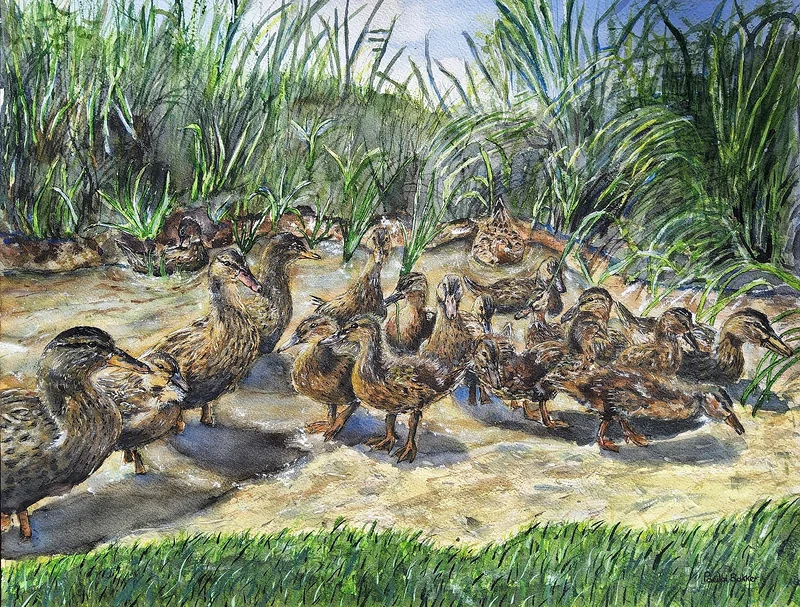 Akvarell Tjugo gräsänder av Paula Bakker
