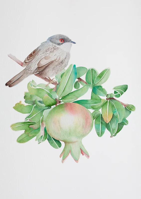 Akvarell Granatäpple & sammetshätta av Sabina Hannila
