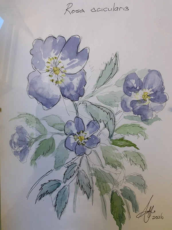 Akvarell Rosa acicularis av Carlyle Minnaar