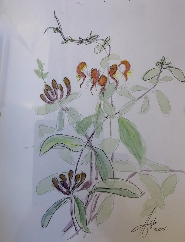 Akvarell Lonicera periclymenum - wild  caprifolium av Carlyle Minnaar