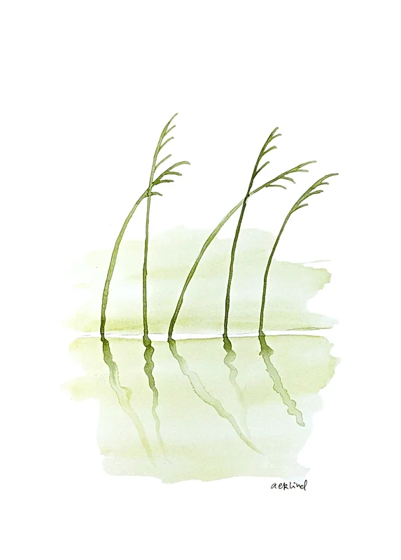 Akvarell Sea Oats av Annika Eklind