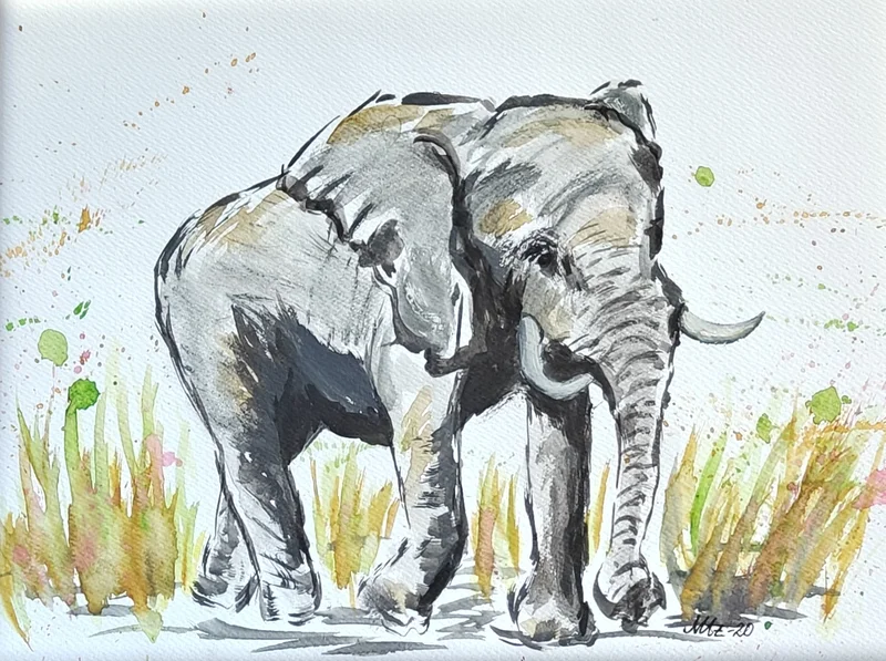 Akvarell Elefant av Maria Anderzén