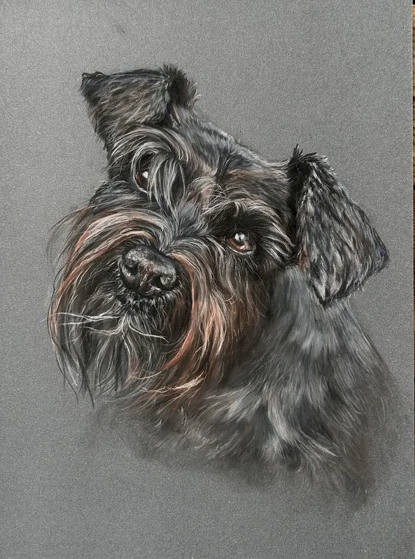Dvärgschnauzer av Erika Lindgren