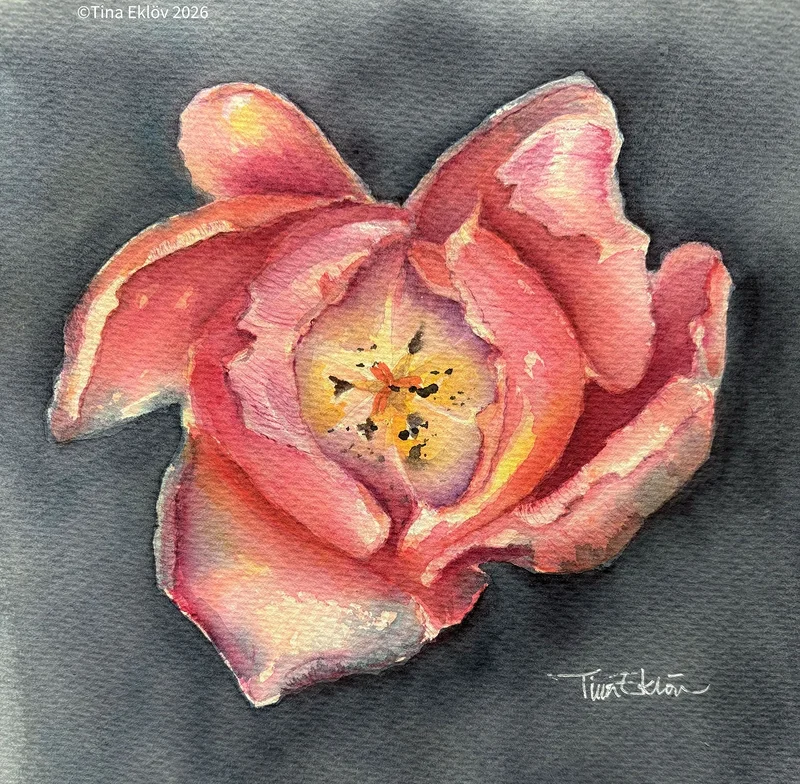 Akvarell Red tulip av Tina Eklöv