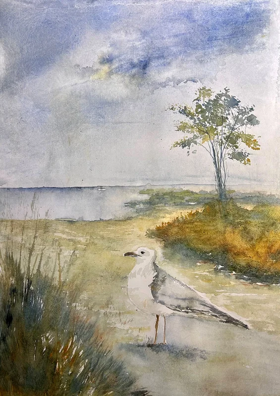 Akvarell Måsen av Inger Axbrink