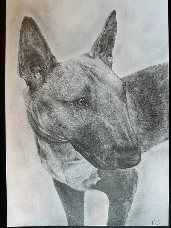Bullterrier av Frida Svanström